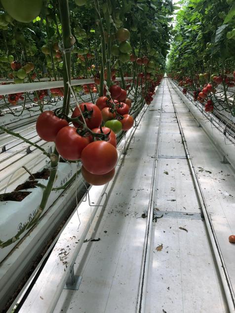 Topraksız Tarım Calif. Biber Yetiştiriçiliği